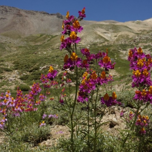 Schizanthus grahami